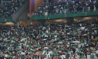 public algerien folie chan 2022 drapeau dz fan tribune