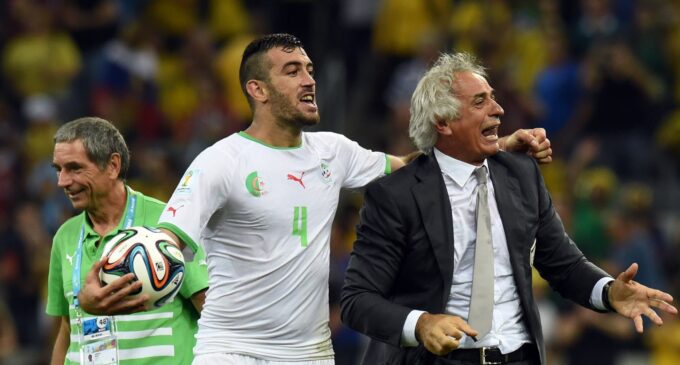 la joie de coach vahid (a droite) apres l historique qualification des fennecs pour les 8 es de finale photo afp 1419797048